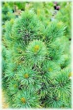 Pinus cembra blue for sale  Silverton