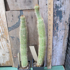Pilosocereus multicostatus - Gorgeous specimen! The REAL thing. for sale  Shipping to South Africa