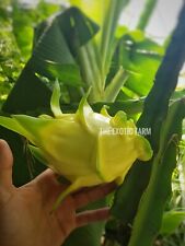 Used, 10 Pitaya GOLDEN DRAGON Cuttings - Rare Yellow Pitaya Authentic Dragon Fruit for sale  Shipping to South Africa