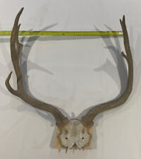 Fallow deer antlers for sale  HAVERFORDWEST