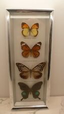Entomologie cadre papillons d'occasion  Tourlaville