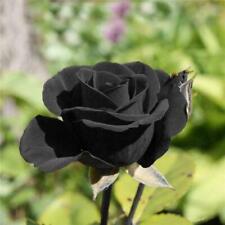 Rose seeds black for sale  WEMBLEY
