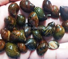 Assorted live nerite for sale  LEICESTER