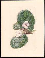1833 Loddiges Botanical Cabinet Antique Botanical Print Gloxinia Hirsuta for sale  Shipping to South Africa