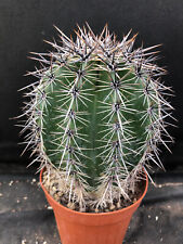 Carnegiea gigantea cactus usato  Massafra