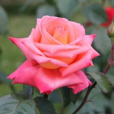 Rose plant hybrid for sale  BANBURY