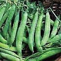 Vegetable pea kelvedon for sale  WREXHAM