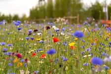 Wild flower meadow for sale  UK