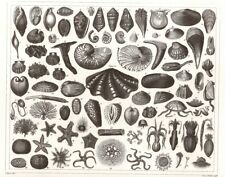 1850 mollusks engraving for sale  Columbia