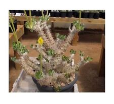 3x Pachypodium Horombense Caudex Madagascar Palm Plants - Seeds B16 for sale  Shipping to South Africa