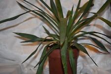 Yucca filamentosa needle for sale  DOVER