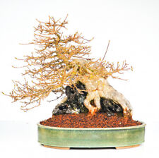 Bonsai acero tre usato  Spedire a Italy