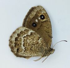 Usado, Mariposa Satyrus férula MACHO Satyrinae de Siberia, Buriatia segunda mano  Embacar hacia Argentina