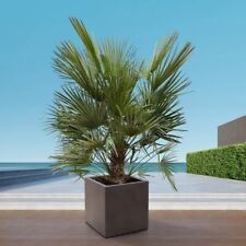 Chamaerops humilis european for sale  SOUTHAMPTON