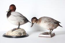Used, Taxidermy-hunting-chasse-präparat- Common Pochard (M/F) with permit for sale  Shipping to South Africa