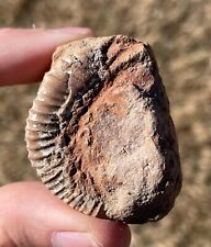 Texas fossil ammonite for sale  Coppell