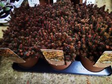 New sedum chocolate for sale  DUDLEY