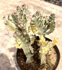Euphorbia lactea variegated for sale  San Marcos