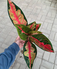 Used, Aglaonema Crown Of Siam Free Certificate pythosanitary Ship By Dhl Expres for sale  Shipping to South Africa