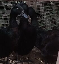 Pure cayuga duck for sale  RAINHAM