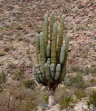Pachycereus Pringlei height 9-15 cm cactus the desert Saguaro plant greasy for sale  Shipping to South Africa