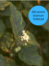 300 semi solanum usato  Mazzarrone