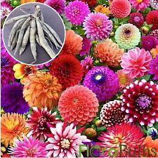 Dahlia surprise mix for sale  WISBECH