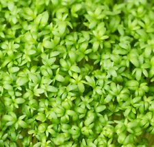Curled cress microgreen for sale  Minneapolis