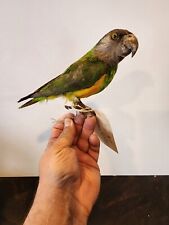 Ma22 senegal parrot for sale  Hinton