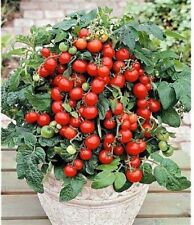 tomato baskets for sale  THAME