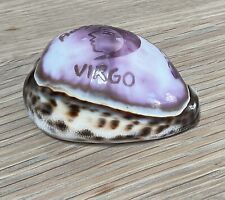 Decorative cowrie shell for sale  YEOVIL