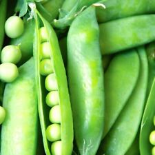 Lincoln pea seeds for sale  Minneapolis