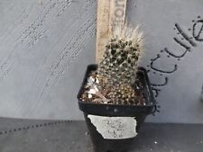 Pyrrhocactus 2.5 pot for sale  Deland