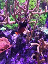 Aquarium red sea gebraucht kaufen  Woltersdorf