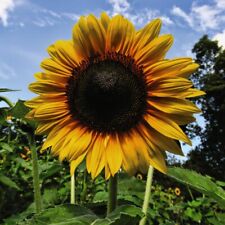 Thompson morgan sunflower for sale  IPSWICH