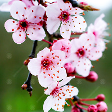 Prunus cerasifera pissardii for sale  UK