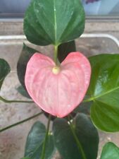 Beautiful anthurium pink for sale  Makawao
