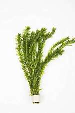 Elodea densa stems for sale  MARKET RASEN