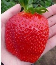 100 giant strawberry for sale  CHESTERFIELD
