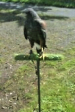 Falconry Equipment for sale  NEWTOWNABBEY