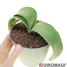 Haemanthus albiflos POTØ14cm - GIROMAGI Cactus & Succulent Plants for sale  Shipping to South Africa