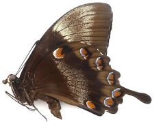 Used, PAPILIO ULYSSES TELEGONUS MALE FROM HALMAHERA ISL for sale  Shipping to South Africa