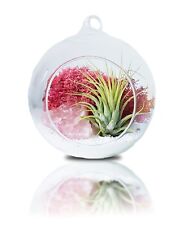 Terrarium deko tillandsien gebraucht kaufen  Köln