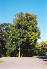 Shellbark hickory tree for sale  Center