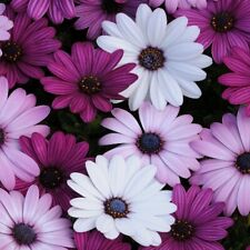 Osteospermum ecklonis mixed for sale  TRURO