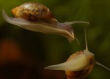 Physella freshwater snails for sale  Shipping to Ireland