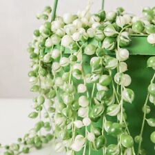 Variegated string pearls for sale  BORDON