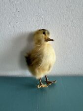 Taxidermy yellow duckling for sale  CHRISTCHURCH