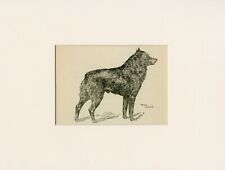 Schipperke old 1912 for sale  COLEFORD