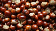 Conkers horse chestnuts for sale  BRISTOL